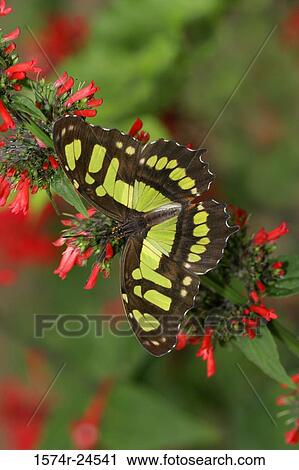 Close-up of a Malachite butterfly (Siproeta stelenes) on a coral plant (Russelia equisetiformis) View Large Photo Image Stock Image - Close-up of a Malachite butterfly (Siproeta stelenes) on a coral plant (Russelia equisetiformis). Fotosearch