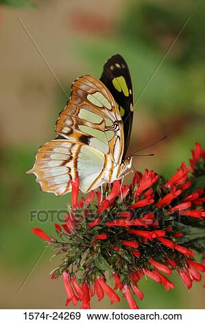 Close-up of a Malachite butterfly (Siproeta stelenes) on a coral plant (Russelia equisetiformis) View Large Photo Image Stock Photo - Close-up of a Malachite butterfly (Siproeta stelenes) on a coral plant (Russelia equisetiformis). Fotosearch
