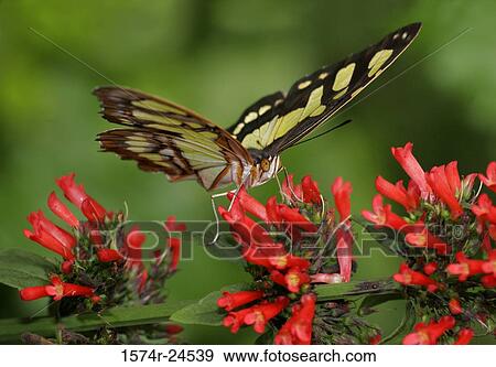 Stock Photo - Close-up of a Malachite butterfly (Siproeta stelenes) on a coral plant (Russelia equisetiformis). Fotosearch