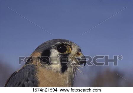 Close-up of a Male American Kestrel View Large Photo Image Picture - Close-up of a Male American Kestrel. Fotosearch