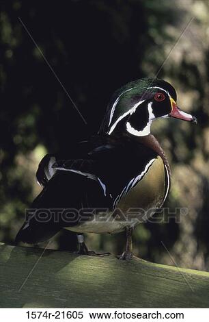 Close-up of a male Wood Duck View Large Photo Image Stock Photography - Close-up of a male Wood Duck. Fotosearch