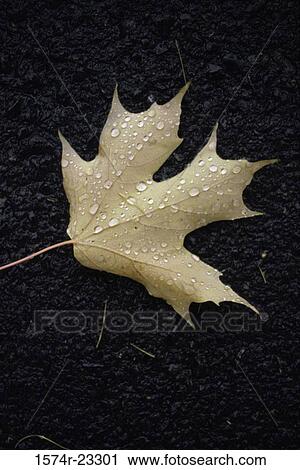 Stock Image - Close-up of a maple leaf. Fotosearch