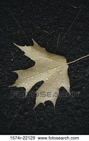 Close-up of a maple leaf View Large Photo Image Stock Photo - Close-up of a maple leaf. Fotosearch
