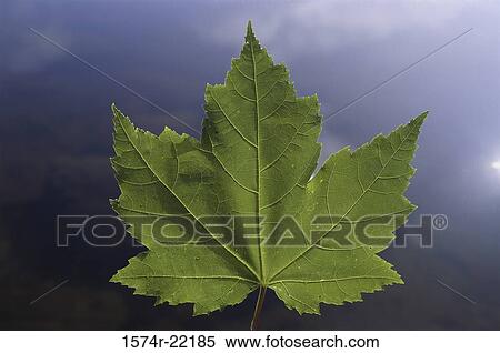 Close-up of a maple leaf View Large Photo Image Stock Photography - Close-up of a maple leaf. Fotosearch
