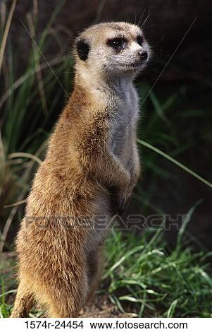 Picture - Close-up of a meerkat, San Diego Zoo, California, USA (Suricata suricatta). Fotosearch