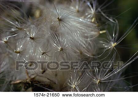Close-up of a milkweed plant View Large Photo Image Stock Image - Close-up of a milkweed plant. Fotosearch
