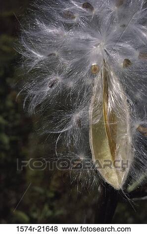 Close-up of a milkweed plant View Large Photo Image Stock Photo - Close-up of a milkweed plant. Fotosearch