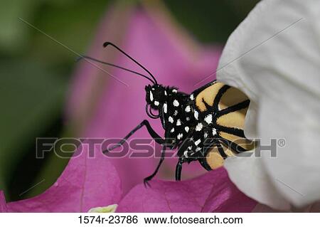 Stock Photograph - Close-up of a Monarch Butterfly on a flower (Danaus plexippus). Fotosearch