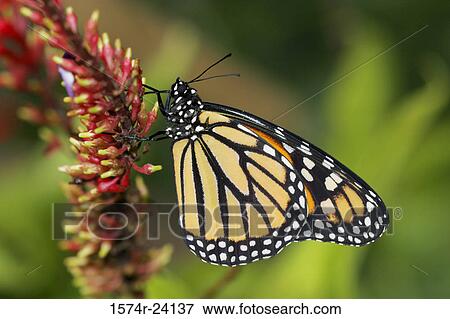 Stock Photo - Close-up of a Monarch butterfly pollinating a flower (Danaus plexippus). Fotosearch