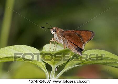 Close-up of a Monk Skipper Butterfly on a leaf (Asbolis capucinus) View Large Photo Image Stock Photo - Close-up of a Monk Skipper Butterfly on a leaf (Asbolis capucinus). Fotosearch