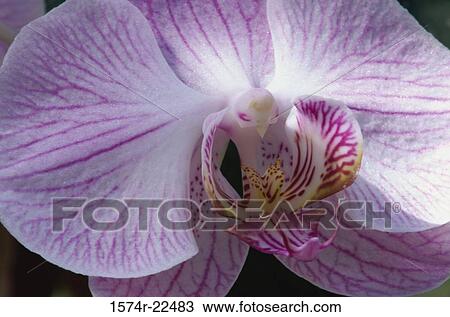 Close-up of a Moth orchid flower View Large Photo Image Stock Image - Close-up of a Moth orchid flower. Fotosearch