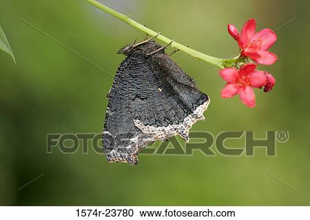 Close-up of a Mourning Cloak Butterfly on a twig (Nymphalis antiopa) View Large Photo Image Stock Image - Close-up of a Mourning Cloak Butterfly on a twig (Nymphalis antiopa). Fotosearch