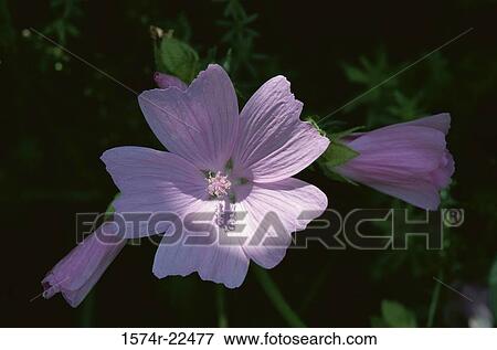Close-up of a Musk Mallow flower View Large Photo Image Stock Photo - Close-up of a Musk Mallow flower. Fotosearch