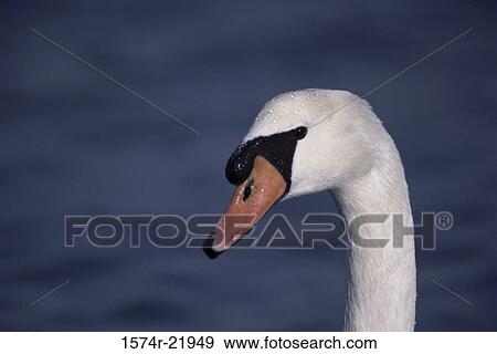Close-up of a Mute Swan (Cygnus olor) View Large Photo Image Stock Photo - Close-up of a Mute Swan (Cygnus olor). Fotosearch