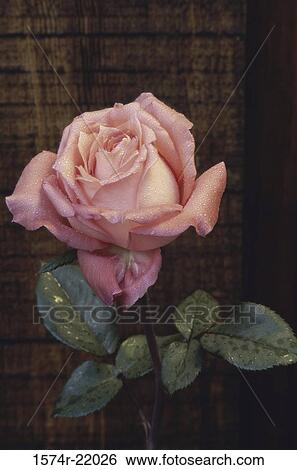 Close-up of a Nancy Reagan Rose View Large Photo Image Stock Photograph - Close-up of a Nancy Reagan Rose. Fotosearch