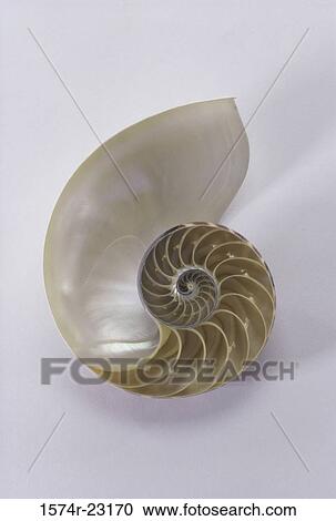 Close-up of a Nautilus shell View Large Photo Image Stock Image - Close-up of a Nautilus shell. Fotosearch