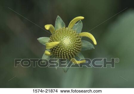 Close-up of a nodding sunflower View Large Photo Image Picture - Close-up of a nodding sunflower. Fotosearch