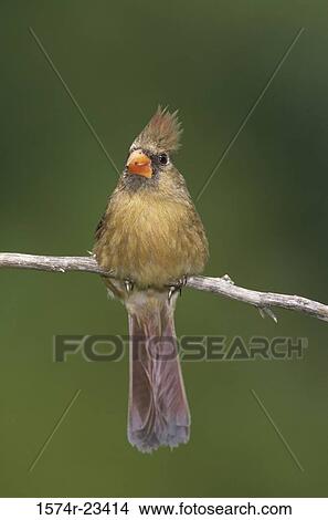 Close-up of a Northern Cardinal perching on a branch (Cardinalis cardinalis) View Large Photo Image Picture - Close-up of a Northern Cardinal perching on a branch (Cardinalis cardinalis). Fotosearch