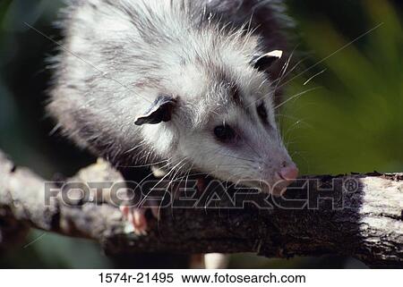 Close-up of a opossum on a tree branch View Large Photo Image Stock Photography - Close-up of a opossum on a tree branch. Fotosearch