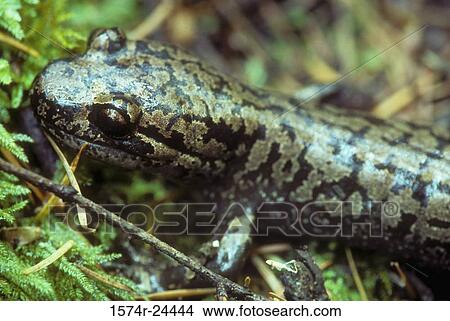 Close-up of a Pacific Giant Salamander, Siuslaw National Forest, Oregon, USA (Dicamptodon tenebrosus) View Large Photo Image Picture - Close-up of a Pacific Giant Salamander, Siuslaw National Forest, Oregon, USA (Dicamptodon tenebrosus). Fotosearch