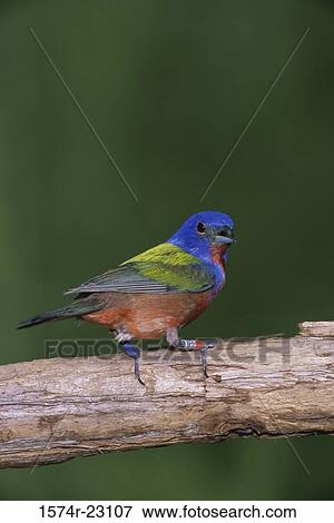 Close-up of a Painted Bunting perching on a branch (Passerina ciris) View Large Photo Image Stock Photo - Close-up of a Painted Bunting perching on a branch (Passerina ciris). Fotosearch