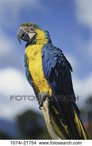 Close-up of a parrot View Large Photo Image Picture - Close-up of a parrot. Fotosearch