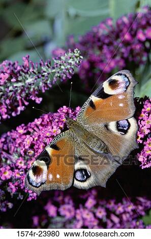 Close-up of a Peacock Butterfly on a flower (Inachis io) View Large Photo Image Stock Image - Close-up of a Peacock Butterfly on a flower (Inachis io). Fotosearch
