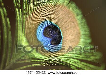 Close-up of a peacock feather View Large Photo Image Stock Image - Close-up of a peacock feather. Fotosearch