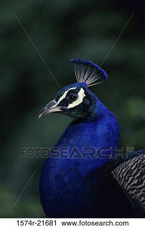 Close-up of a peacock View Large Photo Image Stock Image - Close-up of a peacock. Fotosearch