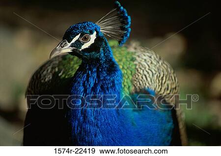 Stock Photo - Close-up of a peacock. Fotosearch