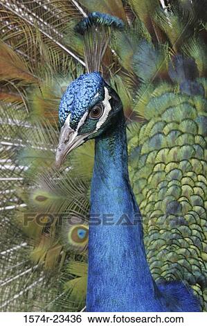 Close-up of a peacock with his feathers spread out View Large Photo Image Stock Photograph - Close-up of a peacock with his feathers spread out. Fotosearch