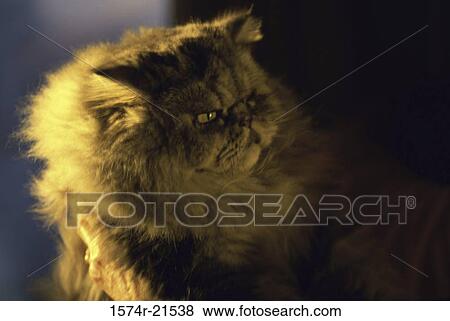 Stock Photo - Close-up of a Persian cat. Fotosearch