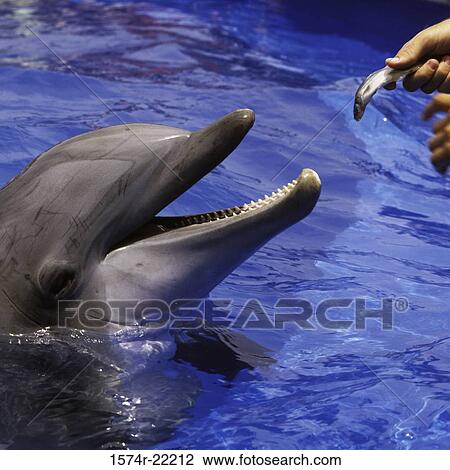 Close-up of a person feeding a dolphin View Large Photo Image Stock Image - Close-up of a person feeding a dolphin. Fotosearch