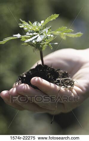 Stock Photography - Close-up of a person's hand holding a plant sapling. Fotosearch