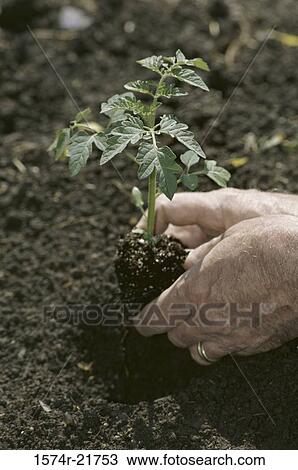 Stock Image - Close-up of a person's hand planting a sapling. Fotosearch