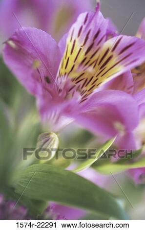 Close-up of a Peruvian lily (Alstromeria) View Large Photo Image Stock Image - Close-up of a Peruvian lily (Alstromeria). Fotosearch