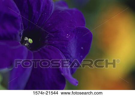 Close-up of a petunia View Large Photo Image Picture - Close-up of a petunia. Fotosearch