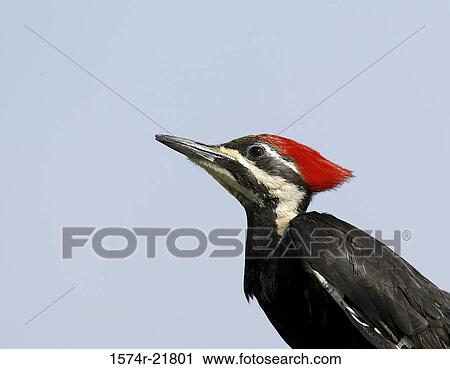 Close-up of a Pileated Woodpecker View Large Photo Image Stock Image - Close-up of a Pileated Woodpecker. Fotosearch