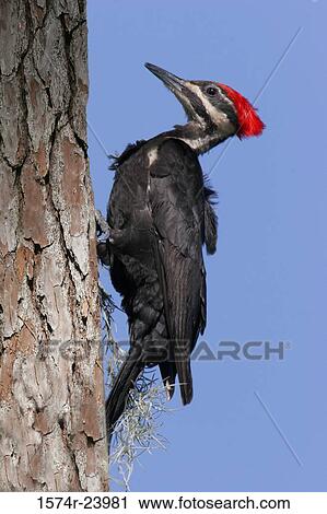 Close-up of a Pileated Woodpecker perching on a tree trunk (Dryocopus pileatus) View Large Photo Image Stock Image - Close-up of a Pileated Woodpecker perching on a tree trunk (Dryocopus pileatus). Fotosearch