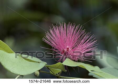 Close-up of a pink bottlebrush View Large Photo Image Stock Photograph - Close-up of a pink bottlebrush. Fotosearch