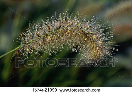 Stock Photo - Close-up of a plant. Fotosearch
