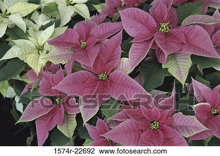 Close-up of a Poinsettia plant View Large Photo Image Stock Image - Close-up of a Poinsettia plant. Fotosearch