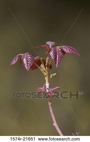Close-up of a Poison Ivy plant View Large Photo Image Stock Image - Close-up of a Poison Ivy plant. Fotosearch