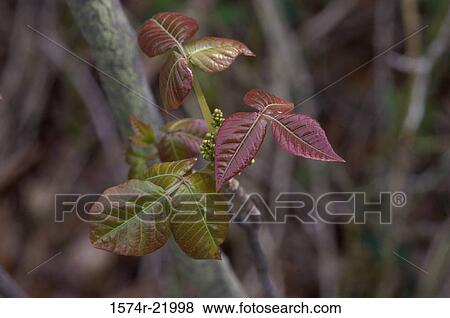 Close-up of a Poison Ivy plant View Large Photo Image Stock Photo - Close-up of a Poison Ivy plant. Fotosearch
