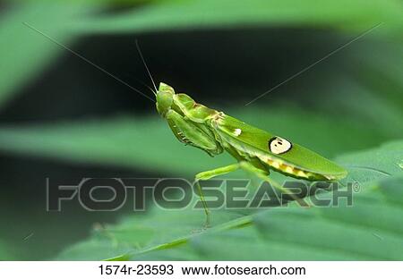 Stock Image - Close-up of a Praying Mantis on a leaf. Fotosearch