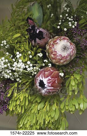Stock Photography - Close-up of a protea plant. Fotosearch