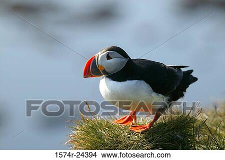 Close-up of a puffin on the grass, Iceland View Large Photo Image Picture - Close-up of a puffin on the grass, Iceland. Fotosearch
