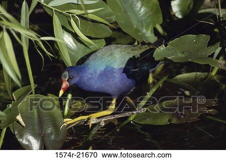 Stock Image - Close-up of a Purple Gallinule. Fotosearch