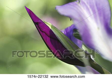 Close-up of a Purple Hong Kong orchid tree View Large Photo Image Stock Image - Close-up of a Purple Hong Kong orchid tree. Fotosearch