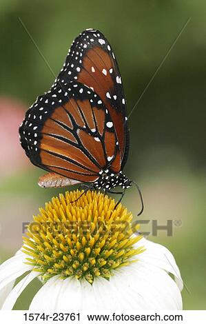 Close-up of a Queen Butterfly on a flower pollinating (Danaus gilippus) View Large Photo Image Stock Image - Close-up of a Queen Butterfly on a flower pollinating (Danaus gilippus). Fotosearch